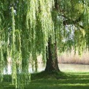 Meet your Posher, Frankie